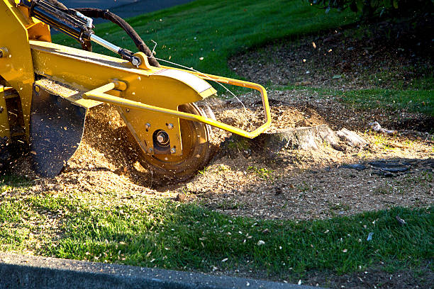 Residential Tree Removal